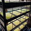 hydroponic farming use rockwool cubes