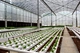 vertical hydroponic tube