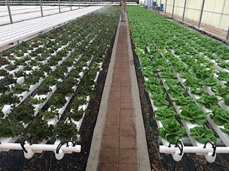 hydroponic growing systems glass greenhouse greenhouse equipment greenhouse kit tunnel greenhouse polytunnel greenhouse