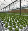hydroponic growing system