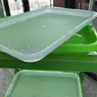 Micro Green home DIY seed tray home Seed Sprouts Tray