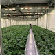 growing light in big power 600W for Hydroponic planting