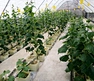 hydroponic bato pot