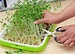 Micro Green home DIY seed tray home Seed Sprouts Tray