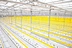 hydroponic sticky tape