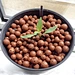 clay pebbles