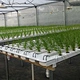 Hydroponics Growing Kit