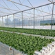 indoor hydroponics growing system PVC Pipe Hydroponic