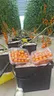 perlite for hydroponic