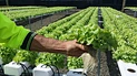 growing media rockwool