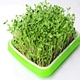 Micro Green home DIY seed tray home Seed Sprouts Tray