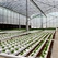 hydroponic growing system