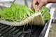 hydroponic sponge