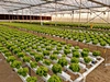 growing media rockwool