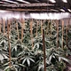 growing light in big power 600W for Hydroponic planting