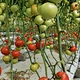Cocopeat For Agriculture