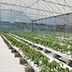 Cocopeat For Agriculture