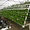 hydroponic growing system