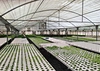 PVC Hydroponic NFT