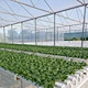 Hydroponics Growing Kit