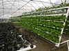 PVC Hydroponic NFT