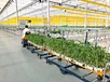 hydroponic sticky tape