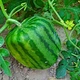 watermelon Mould