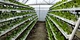 Hydroponics Growing Kit