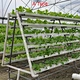 Hydroponics Growing Kit