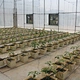 Planting Bucket Pot