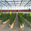 bato bucket hydroponic systems agriculture Multi-span Greenhouses green house aquaponics Single-Span Greenhouses