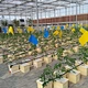 Planting Bucket Pot