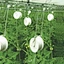 Rattan Hook