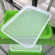 Micro Green home DIY seed tray home Seed Sprouts Tray