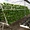 hydroponic growing system