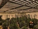 Growing Light For Medical Weeds