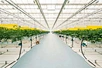 hydroponic sticky tape