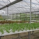 indoor hydroponics growing system PVC Pipe Hydroponic