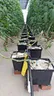 perlite for hydroponic