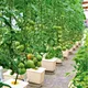 hydroponic bato pot