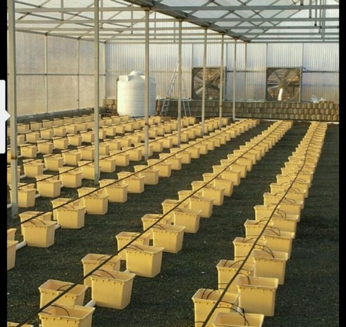  G AND N FORTUNE LIMITED's bucket plant for hydroponics setup.