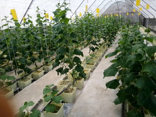 G AND N FORTUNE LIMITED helps grow tomatoes in buckets via hydroponics
