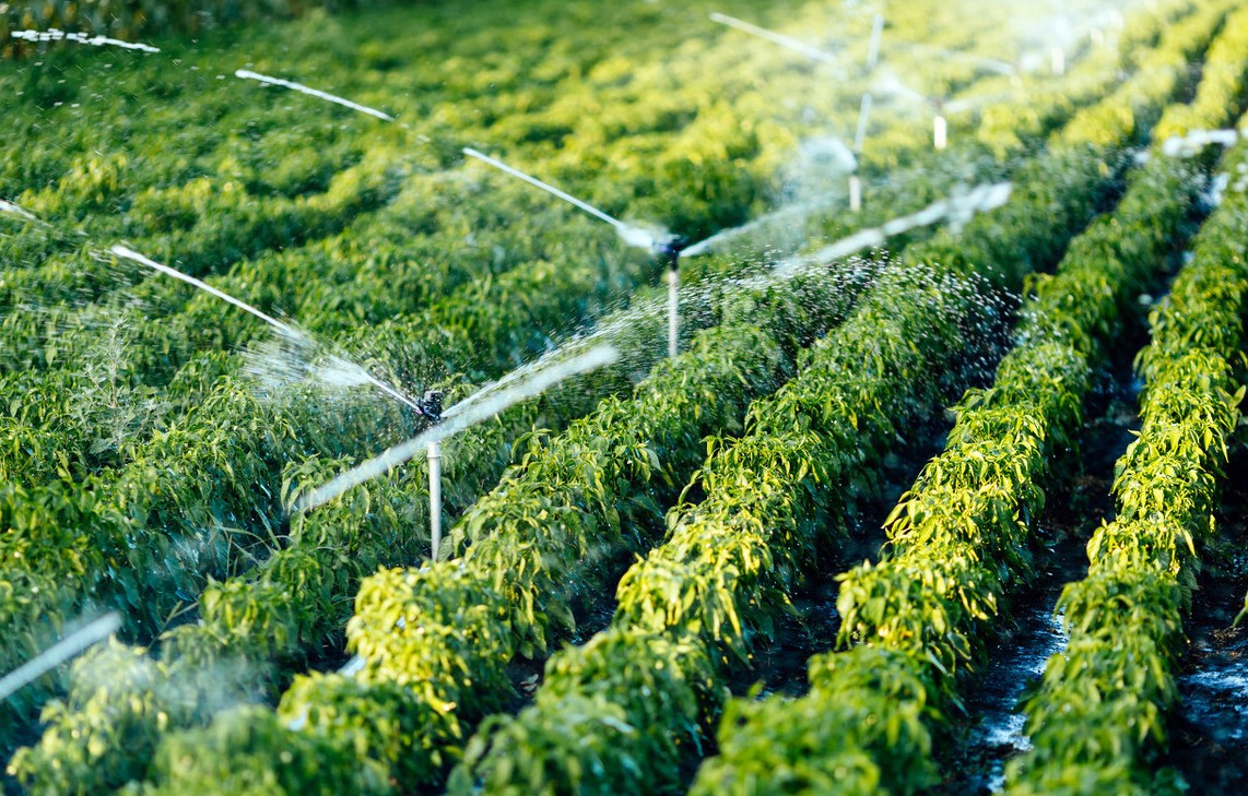 Above ground irrigation pipe by G AND N FORTUNE LIMITED, for hydroponic beds.