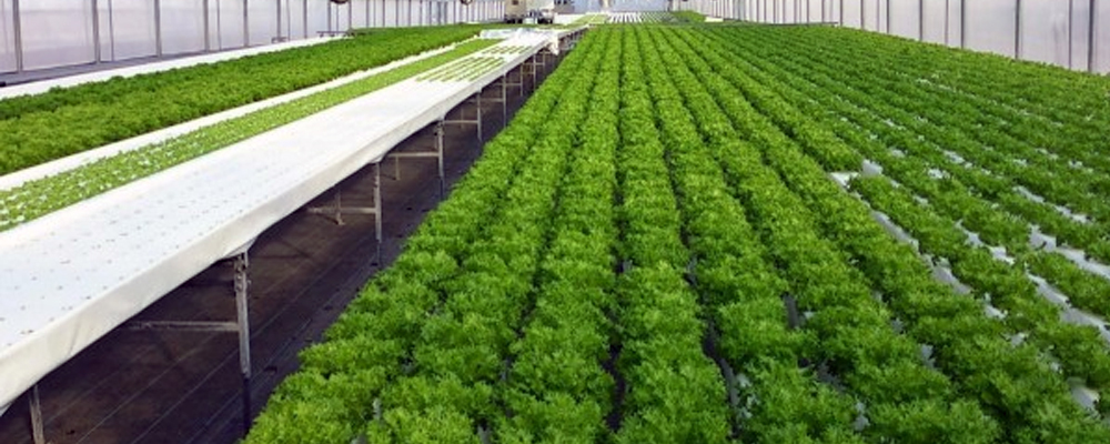 G AND N FORTUNE LIMITED's reliable hydroponic growing system.