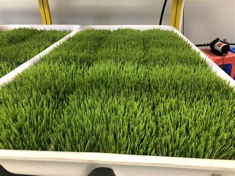 G AND N FORTUNE LIMITED's Fodder Growing System Hydroponic