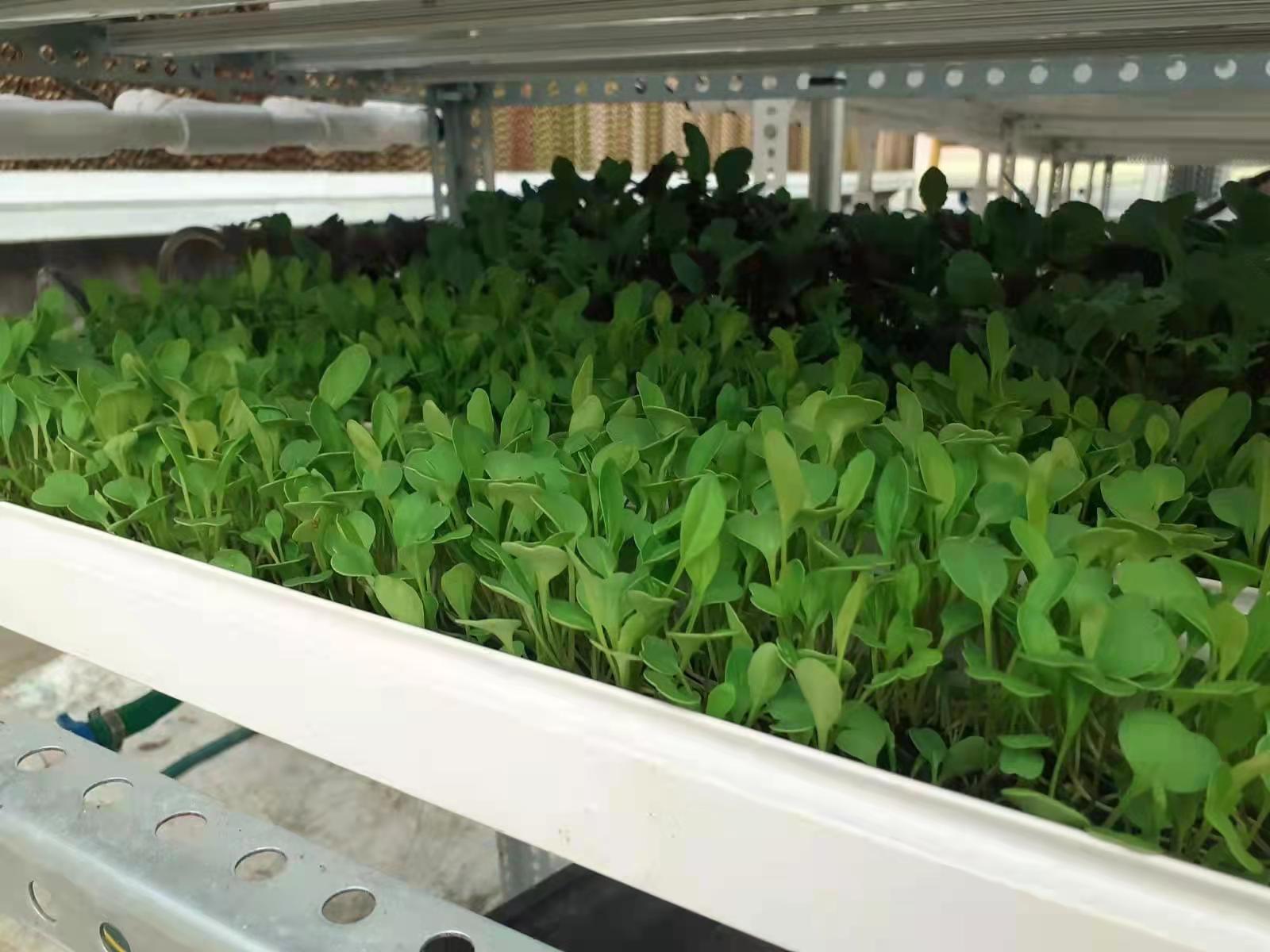 G&N Fortune's hydroponic animal fodder system