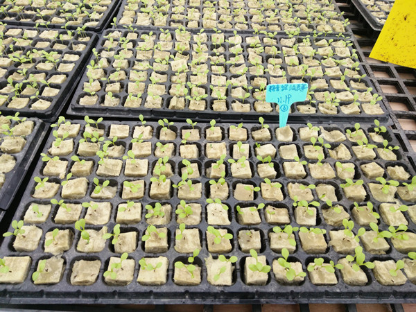 G AND N FORTUNE LIMITED offers hydroponics growing system.