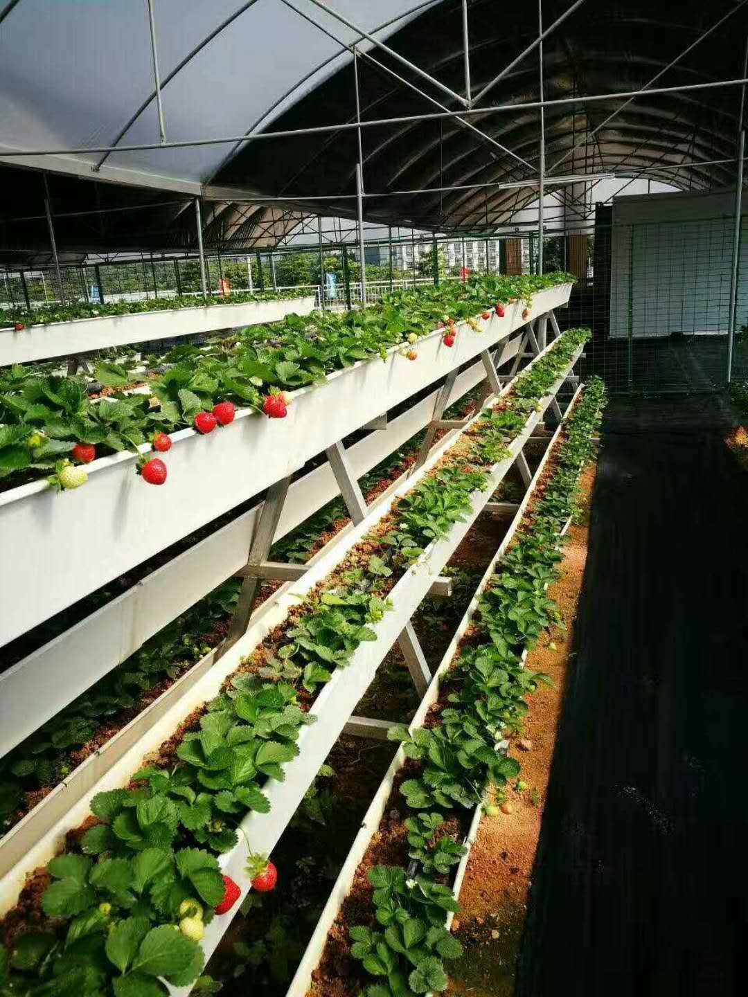 Their cannabis grow system by G AND N FORTUNE LIMITED for hydroponics.