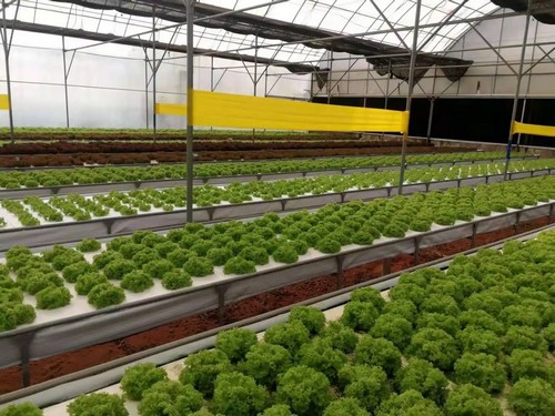 G AND N FORTUNE LIMITED's floats rafts for hydroponics. 