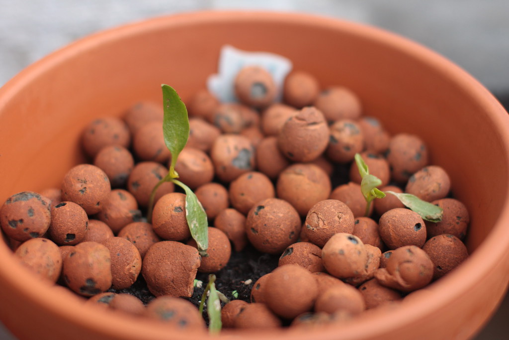 G AND N FORTUNE LIMITED: growing media for microgreens.